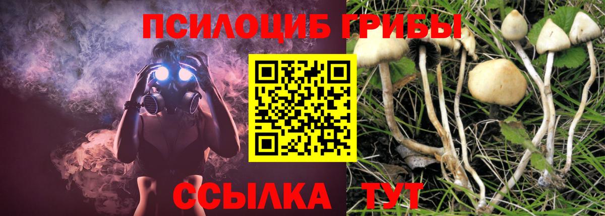 Гудермес  купить наркоту  Вход с VPN  Псилоцибиновые грибы Psilocybe 